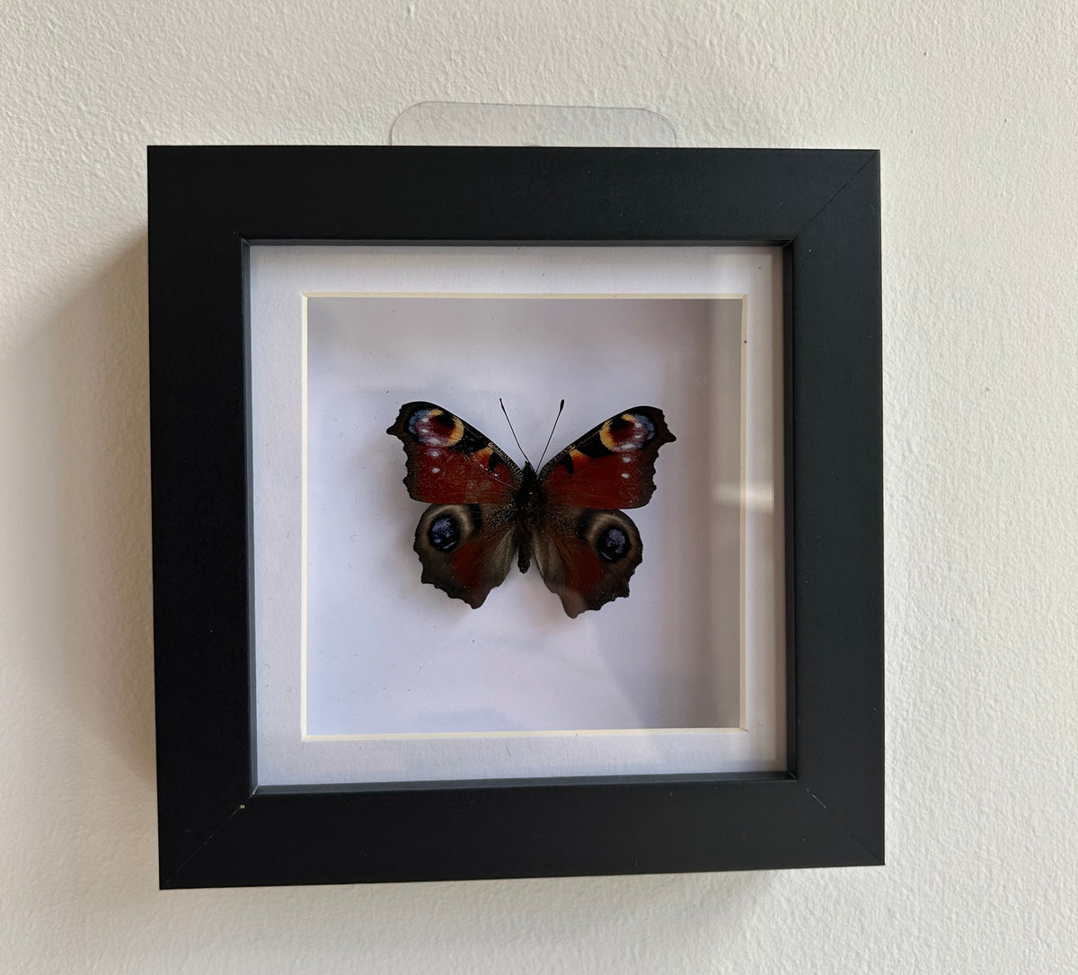 The Peacock Butterfly