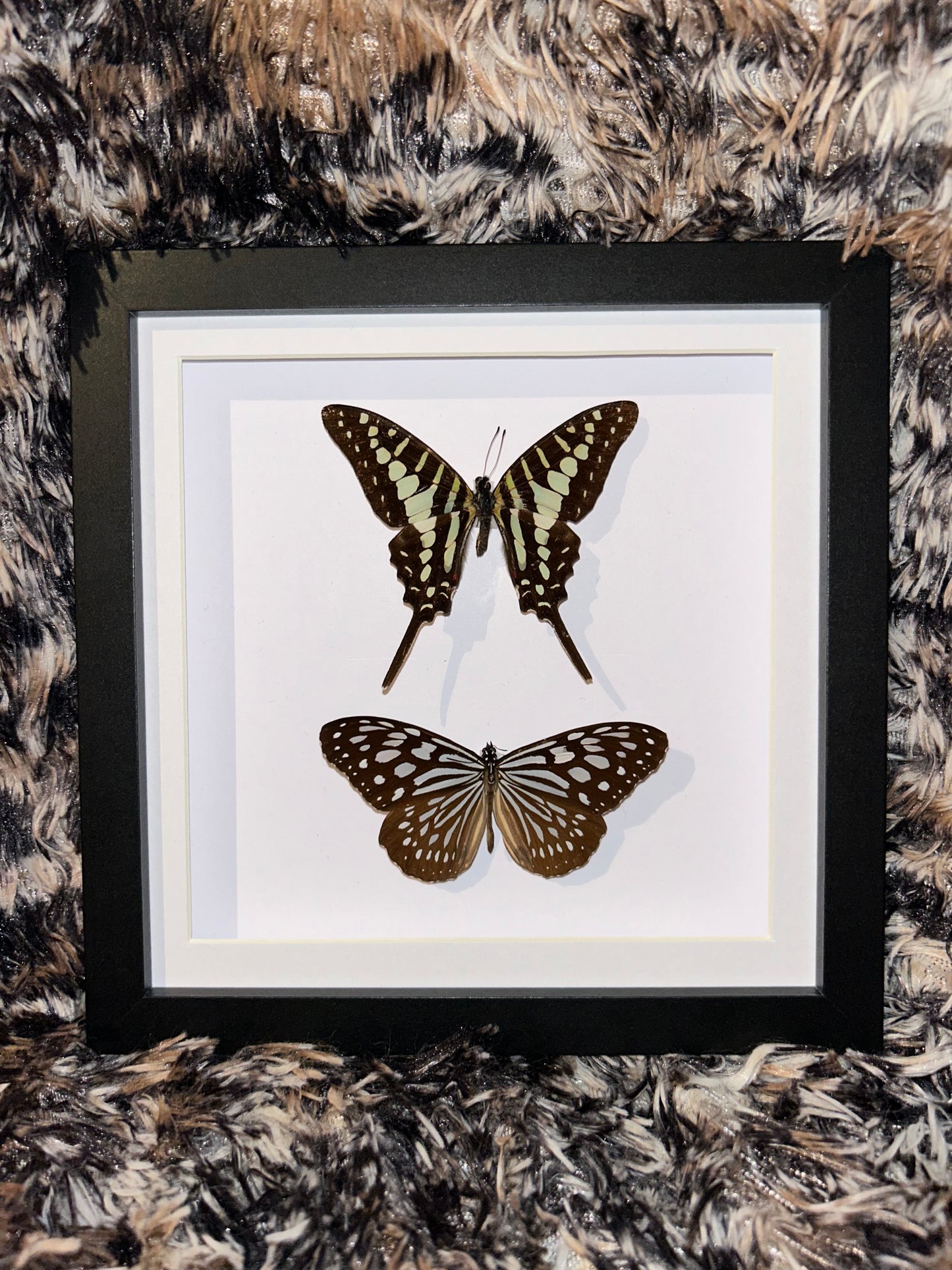 Graphium Policenes and Ideopsis Vulgaris Pair