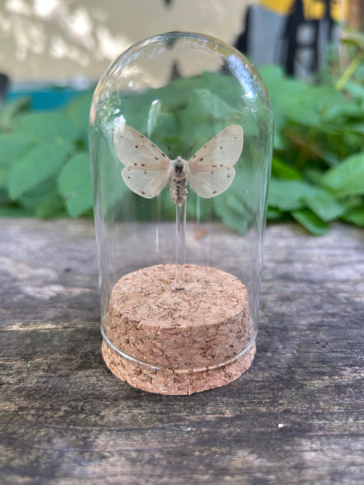 Muslin Moth in Dome