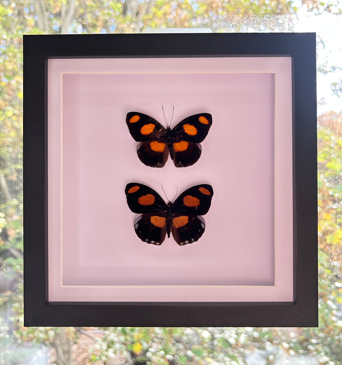 A framed taxidermy display featuring two black butterflies with bright orange spots, mounted on a light pink background inside a black square frame, hung on a window with outdoor foliage visible.