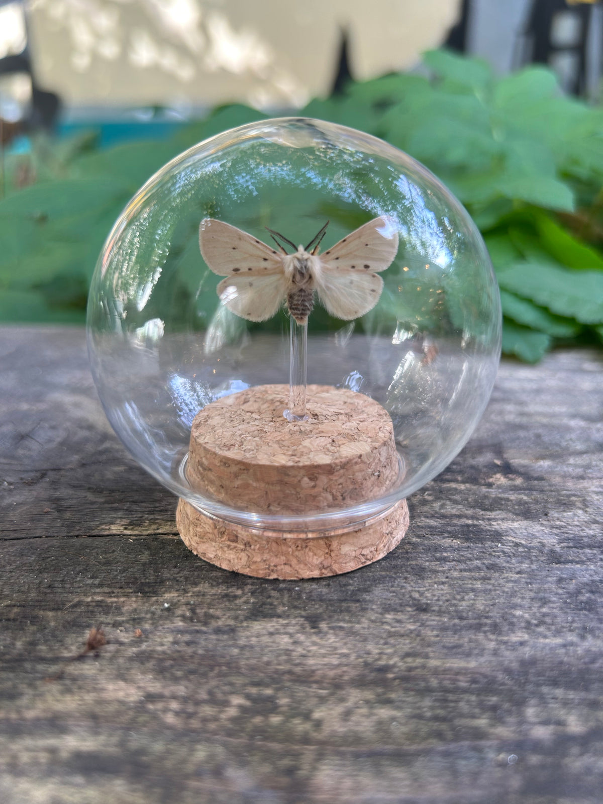 Muslin moth in Round Dome