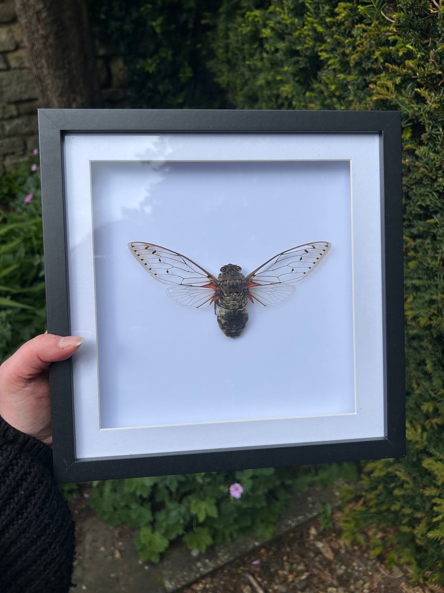 Worlds Largest Emperess Cicada Species