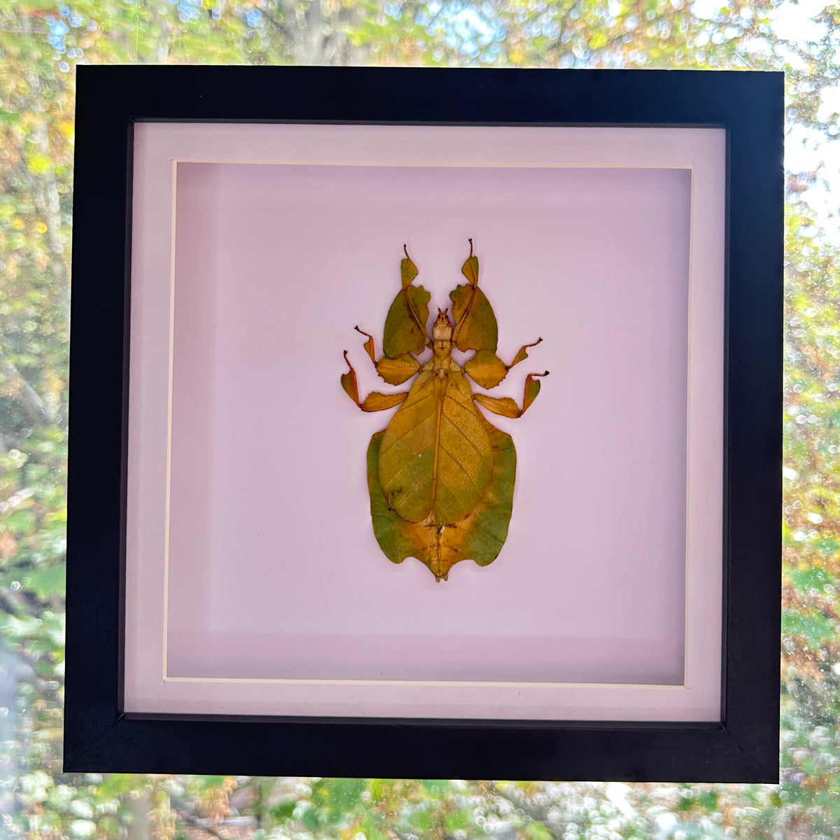 A framed taxidermy leaf insect specimen displayed on a light pink background inside a black frame, hung against a window with a blurred outdoor garden view.