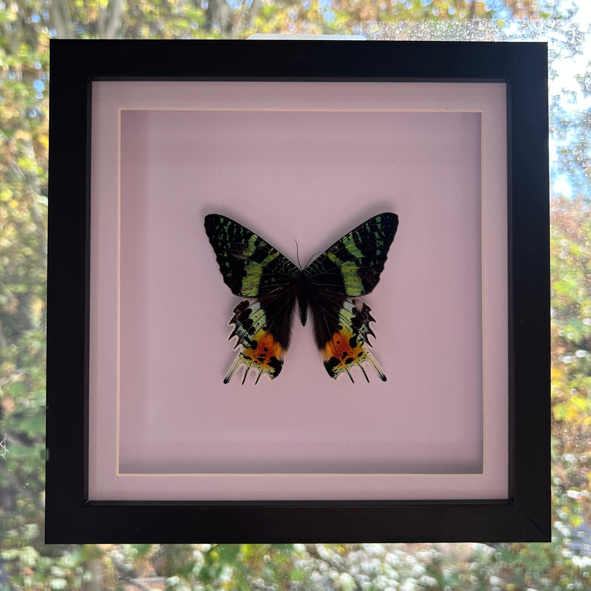 A framed butterfly specimen displayed against a pale white background, mounted in a black square frame. The butterfly has green, black, and orange wings.