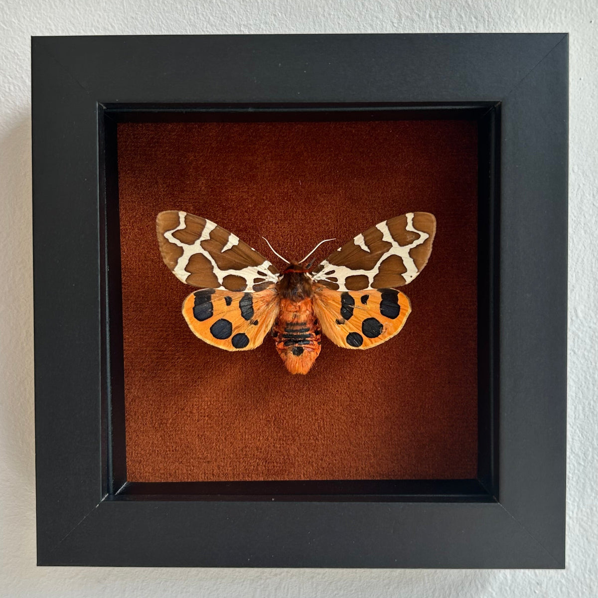 A framed taxidermy moth specimen displayed inside a black square shadow box with a brown velvet background, mounted on a white wall.