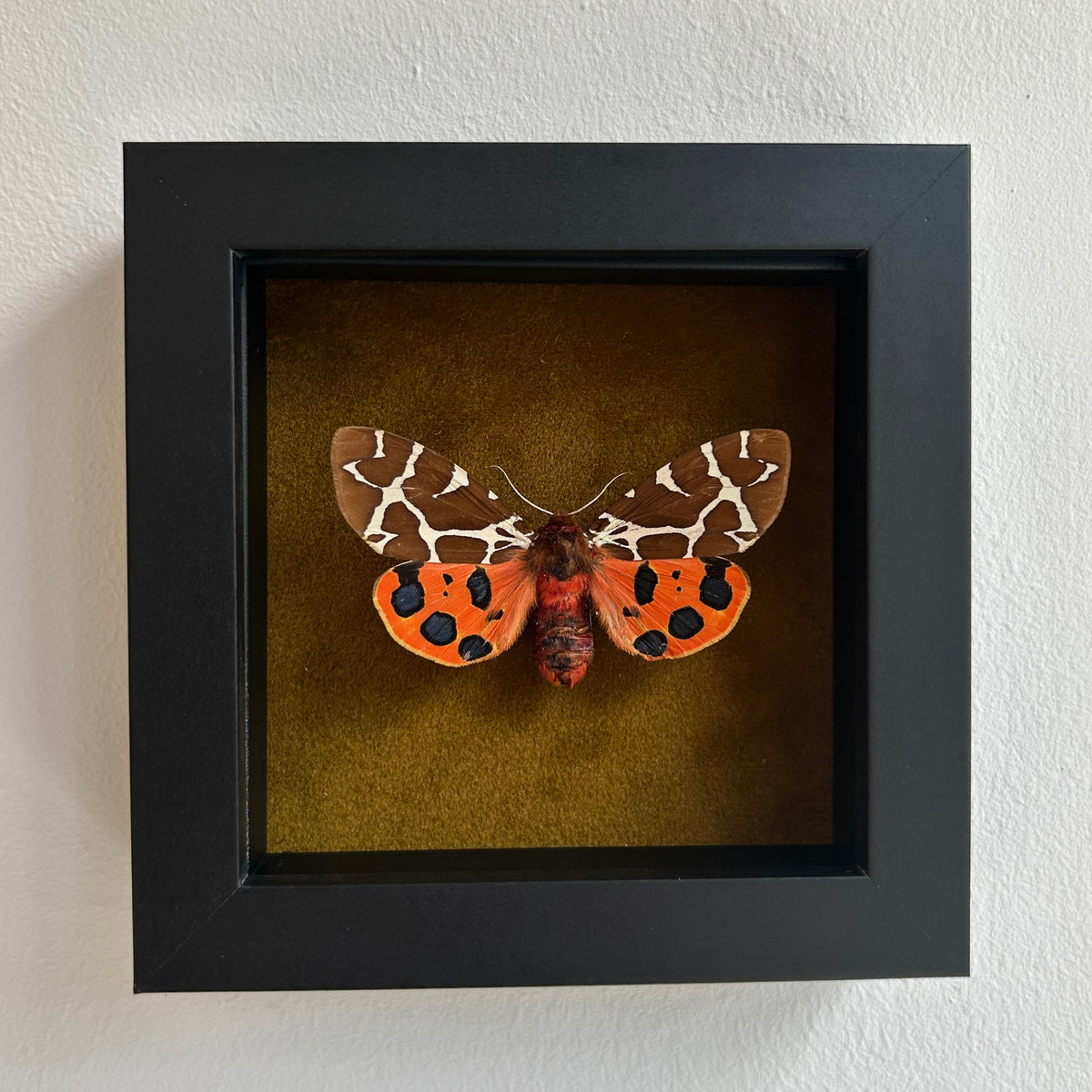 A framed taxidermy moth mount displayed in a black square shadow box against a white wall. The moth has orange wings with black spots and brown-and-white patterned upper wings, set against a gold-colored interior background.
