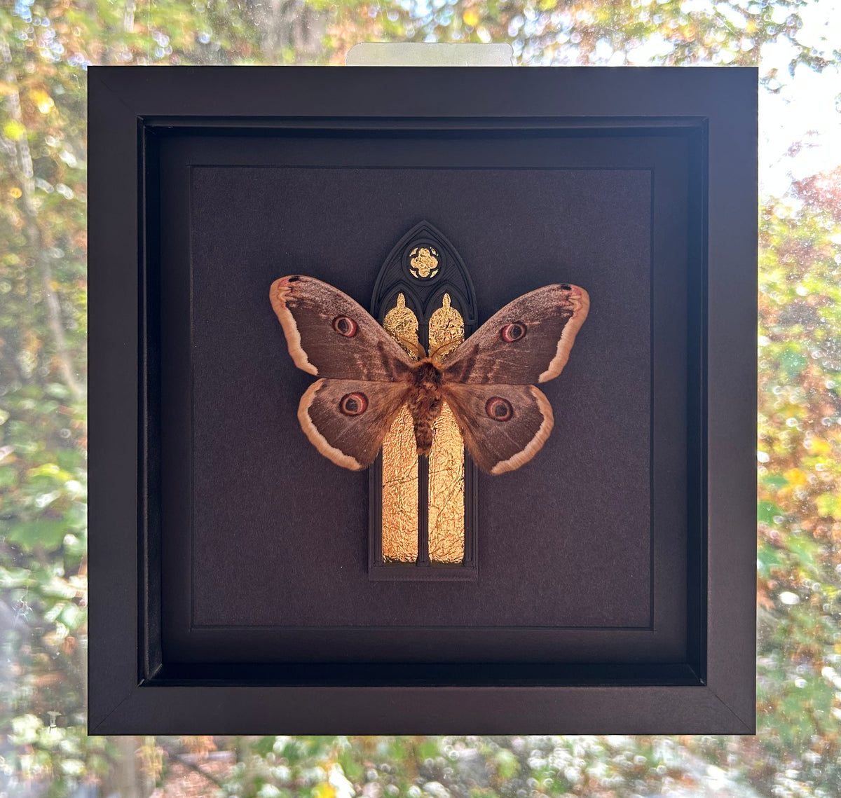 A framed taxidermy specimen of a large brown moth with gold-colored legs, mounted on a black backing inside a square black frame, displayed against a blurred window view of outdoor trees.