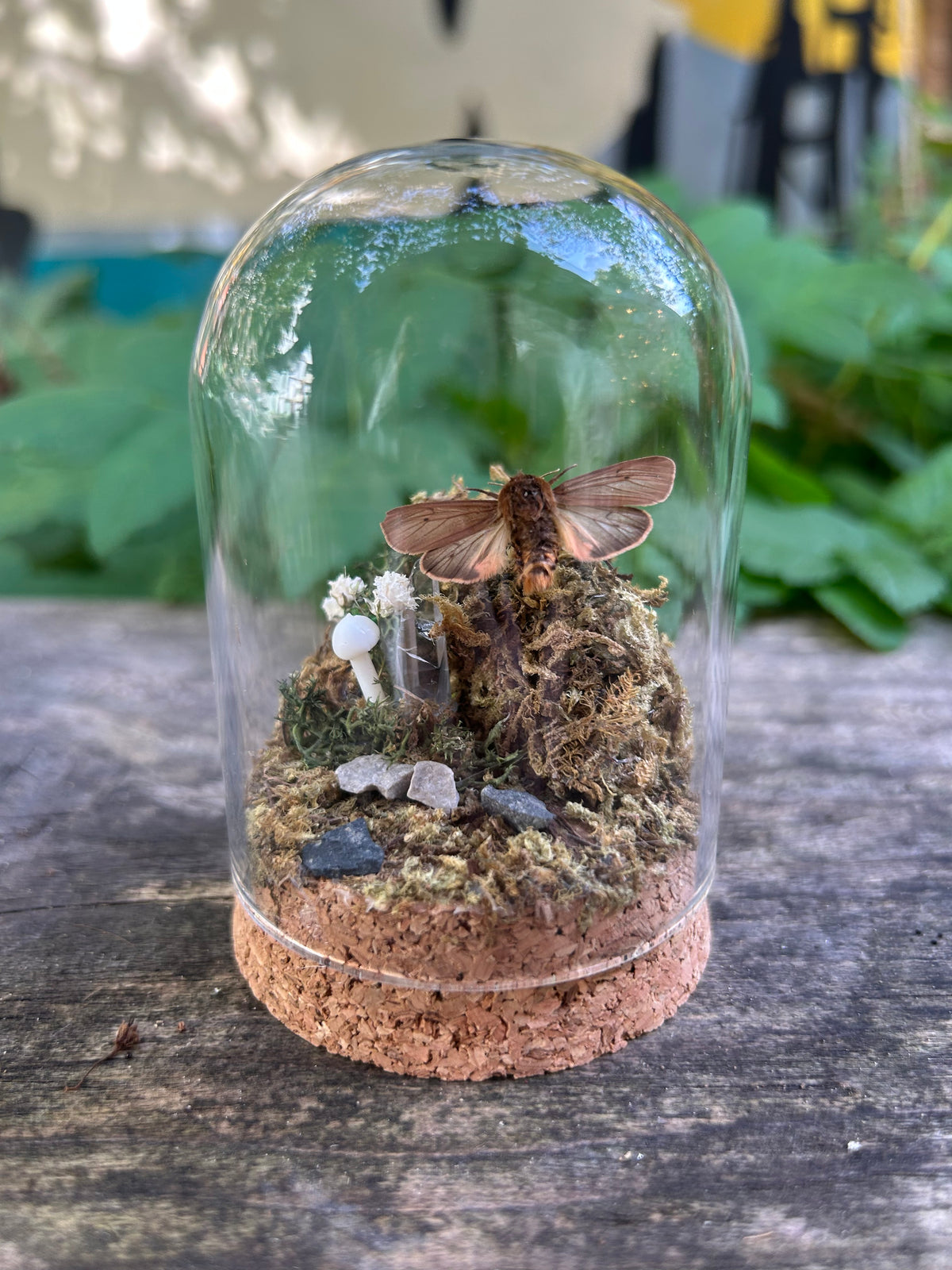 Ruby Tiger Moth in Decorative Dome