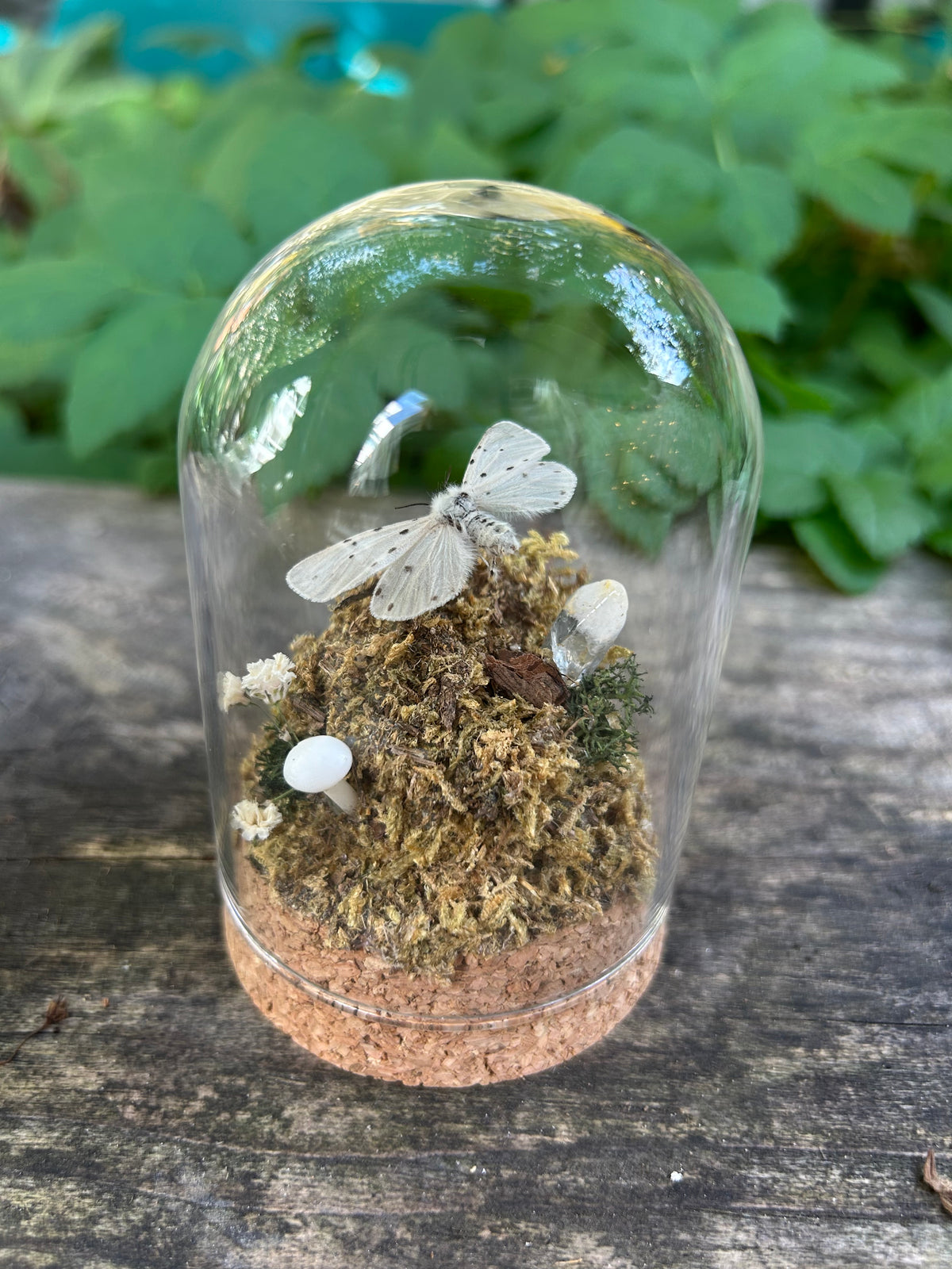 Muslin Moth in Decorative Dome