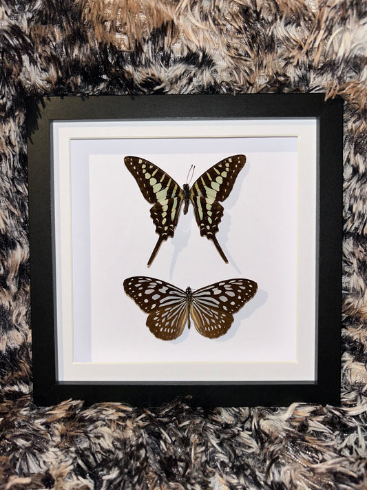 Graphium Policenes and Ideopsis Vulgaris Pair