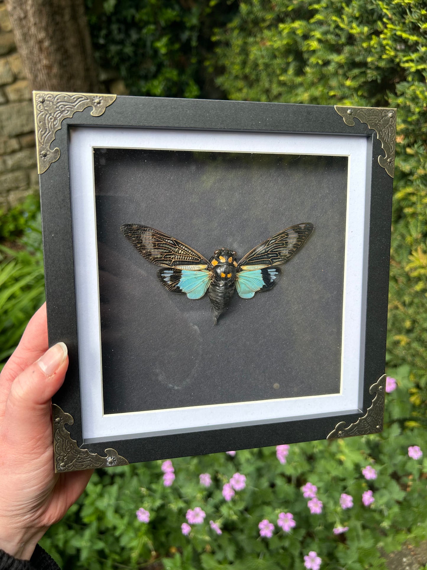 Tosena splendida Blue Wing Cicada