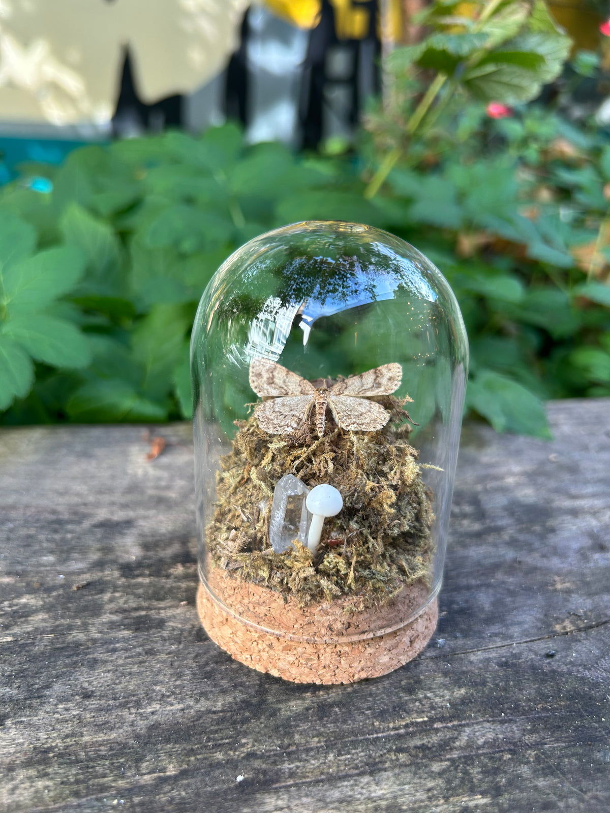 Geometer Moth in Decorative Dome