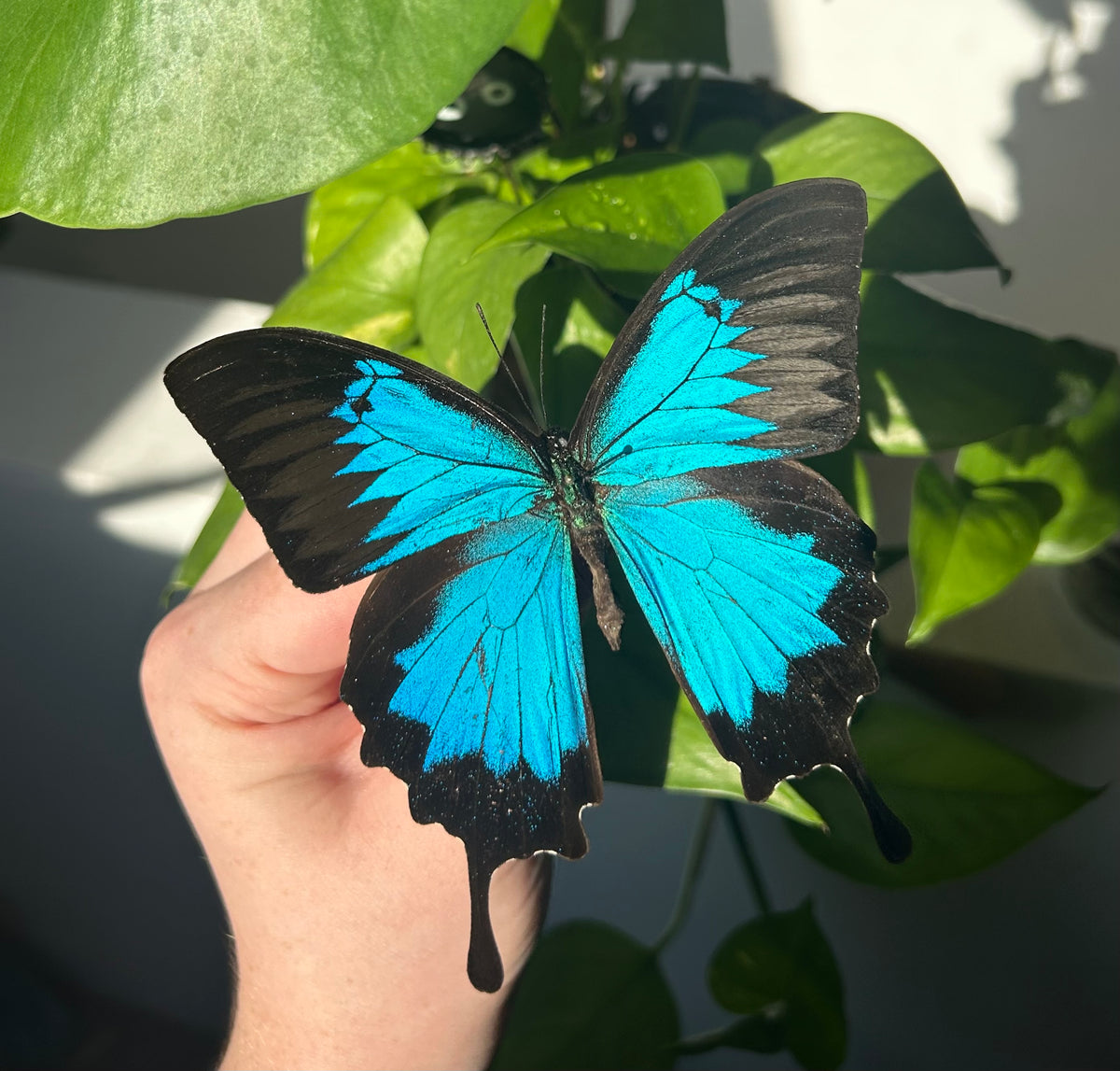The Ulysses Blue Mountain Swallowtail