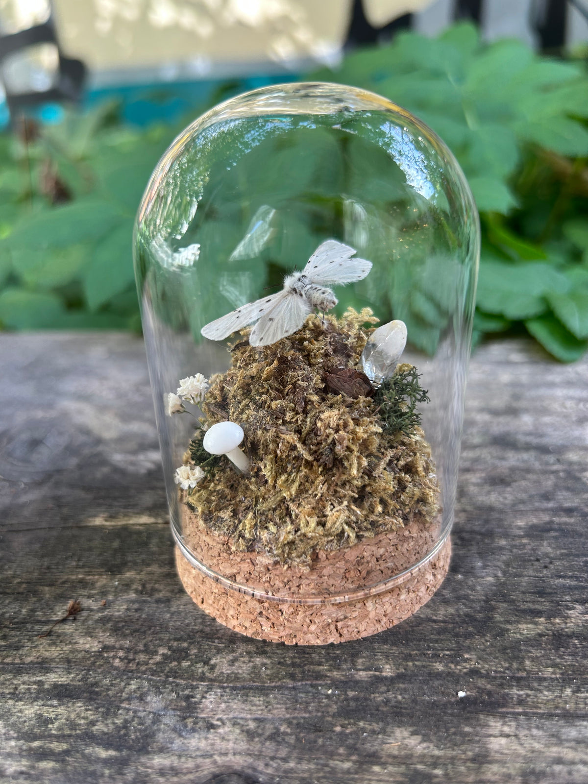 Muslin Moth in Decorative Dome