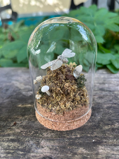 Muslin Moth in Decorative Dome