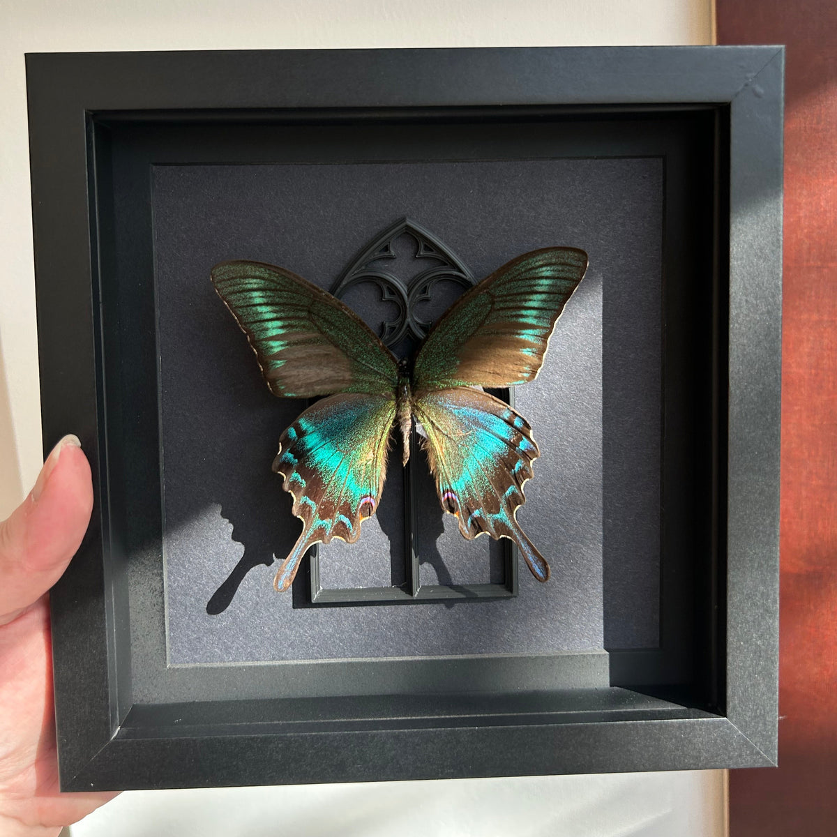 A hand holds a black shadow box frame featuring a preserved iridescent green and blue butterfly mounted against a dark gray background.