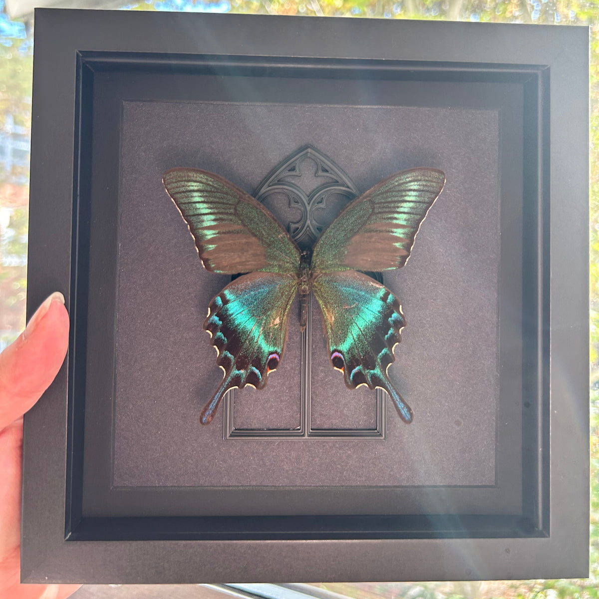 A framed butterfly taxidermy piece with iridescent green and blue wings mounted on a dark gray background inside a black shadow box frame, held by a hand in front of a window.