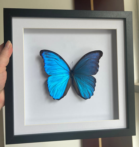 A framed blue morph butterfly specimen with vibrant blue wings and dark borders, mounted on a white background inside a black frame, held by a hand.