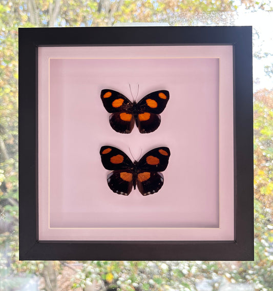 A framed taxidermy display featuring two black butterflies with bright orange spots, mounted on a light pink background inside a black square frame, hung on a window with outdoor foliage visible.