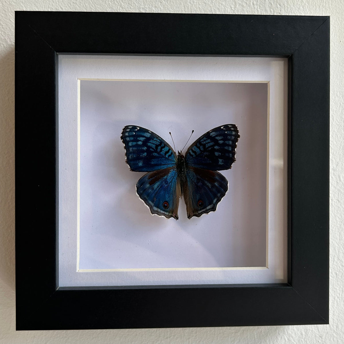 A framed blue butterfly taxidermy piece mounted on a white mat inside a black square frame, hung on a textured off-white wall.