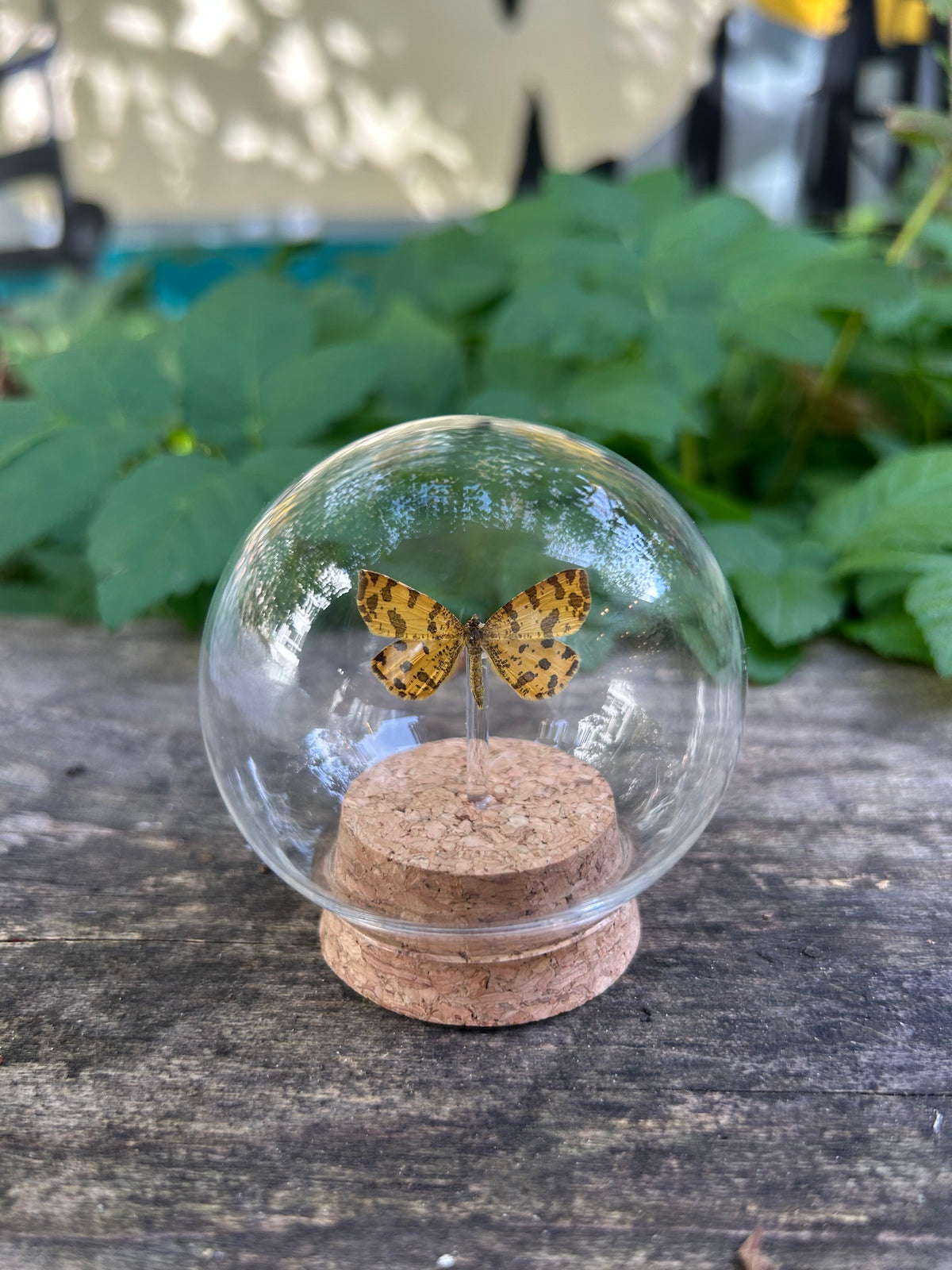 Speckled Yellow Moth in Dome