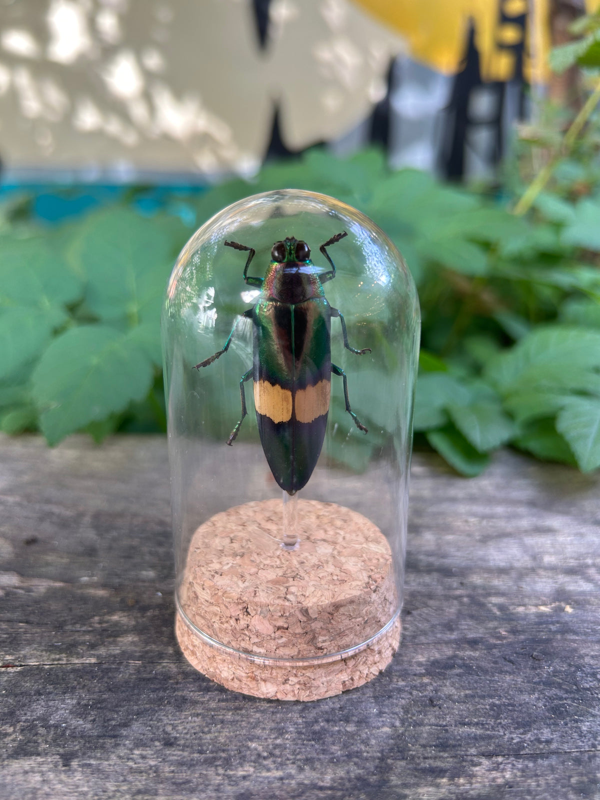 White Banded Jewel Beetle In Dome