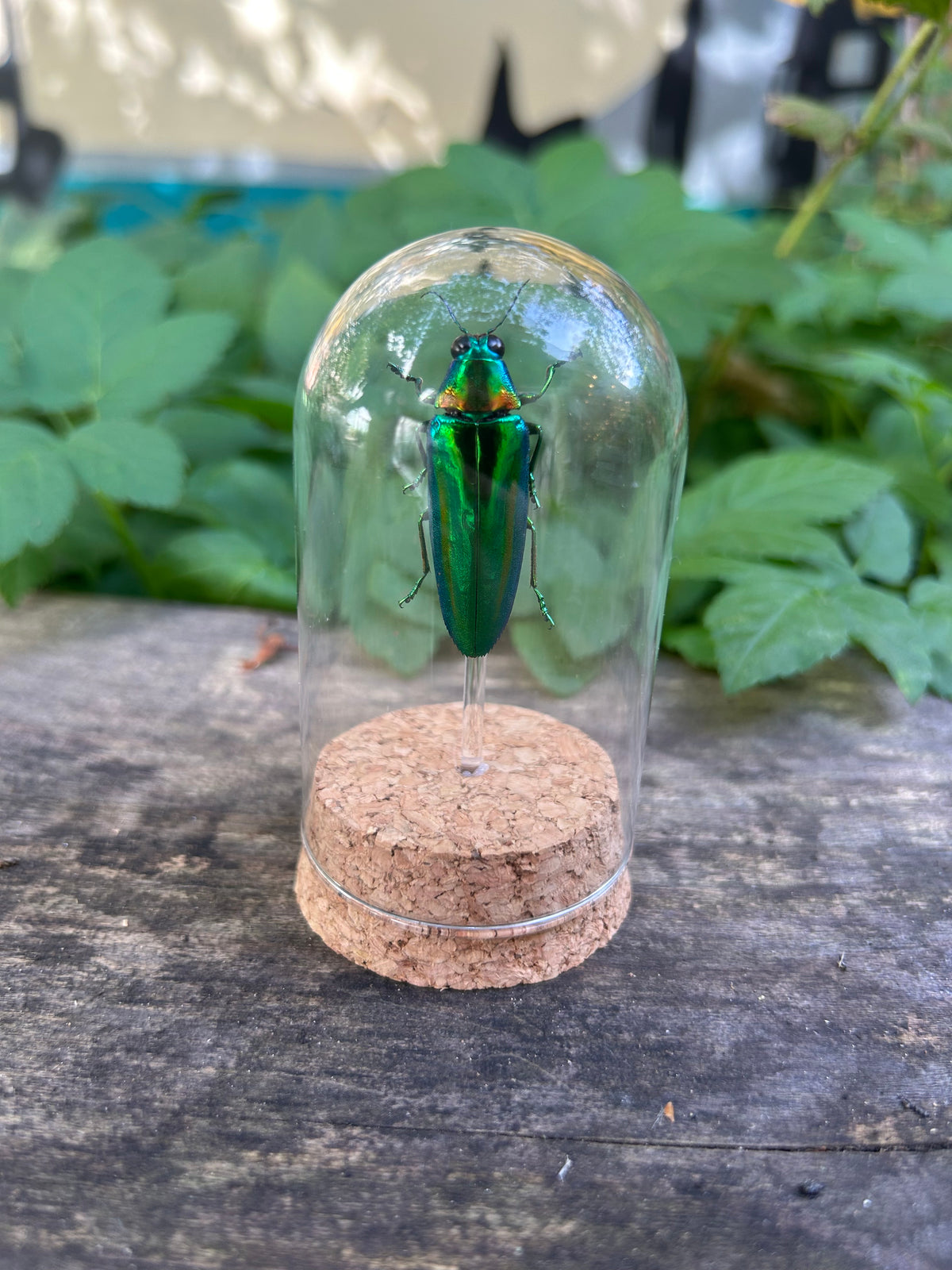 Jewel Beetle in Dome