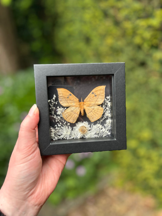 Cricular Trifenestrata Silkmoth Artwork | Oddity Curiosity Cabinet Entomology Taxidermy Artwork