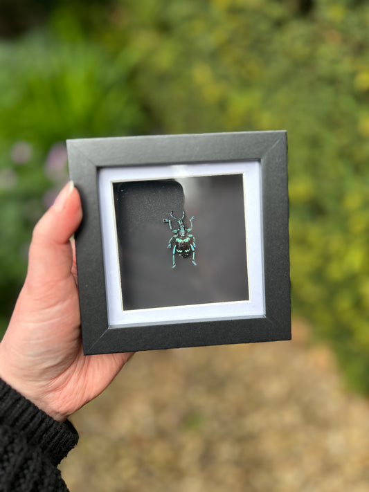 Eupholus magnificus Blue Weevil Beetle