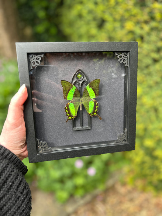 Papilio palinurus Emerald Swallowtail