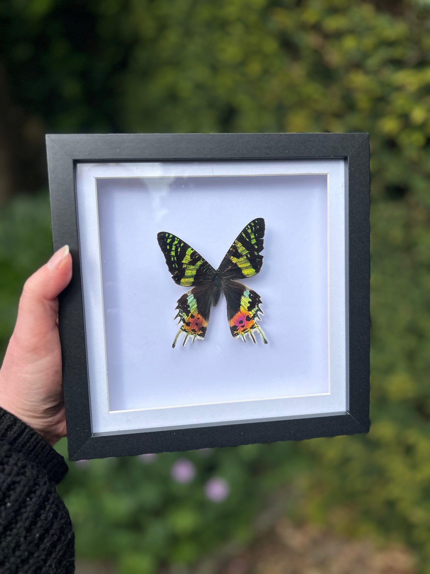 Chrysiridia rhipheus Madagascan Sunset Moth