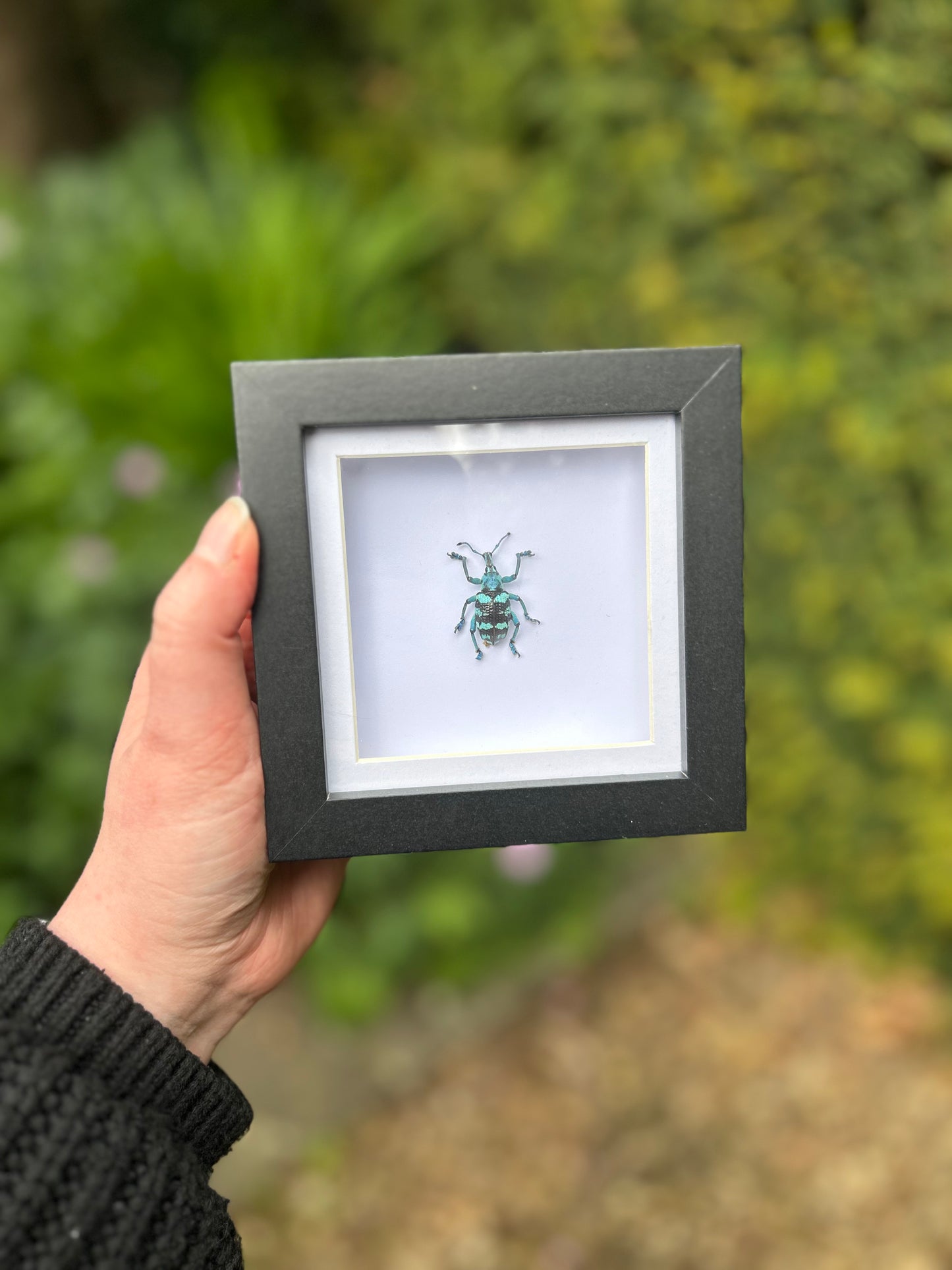 Eupholus linnei Blue Weevil Beetle