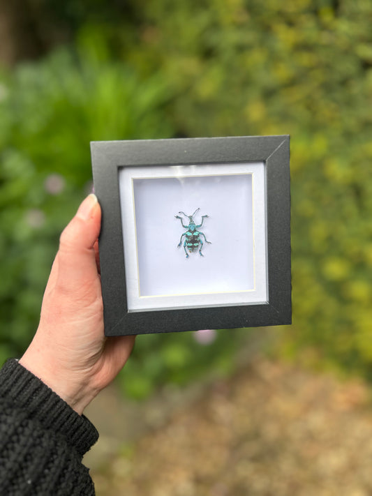 Eupholus linnei Blue Weevil Beetle