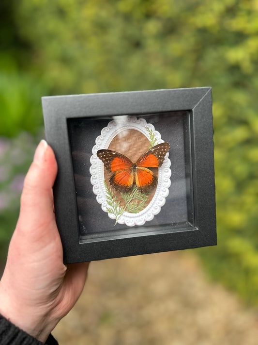 Cethosia biblis Red Lacewing