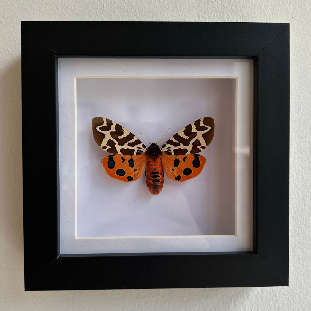 A framed taxidermy moth specimen displayed in a black square shadow box against a white wall. The moth has orange, black, and cream patterned wings.