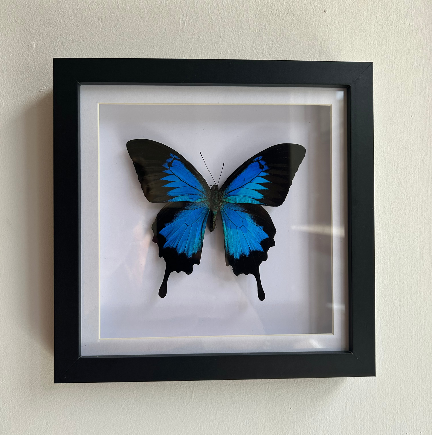 The Ulysses Blue Mountain Swallowtail