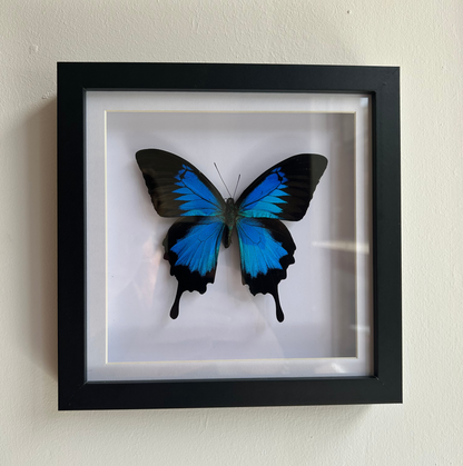 The Ulysses Blue Mountain Swallowtail