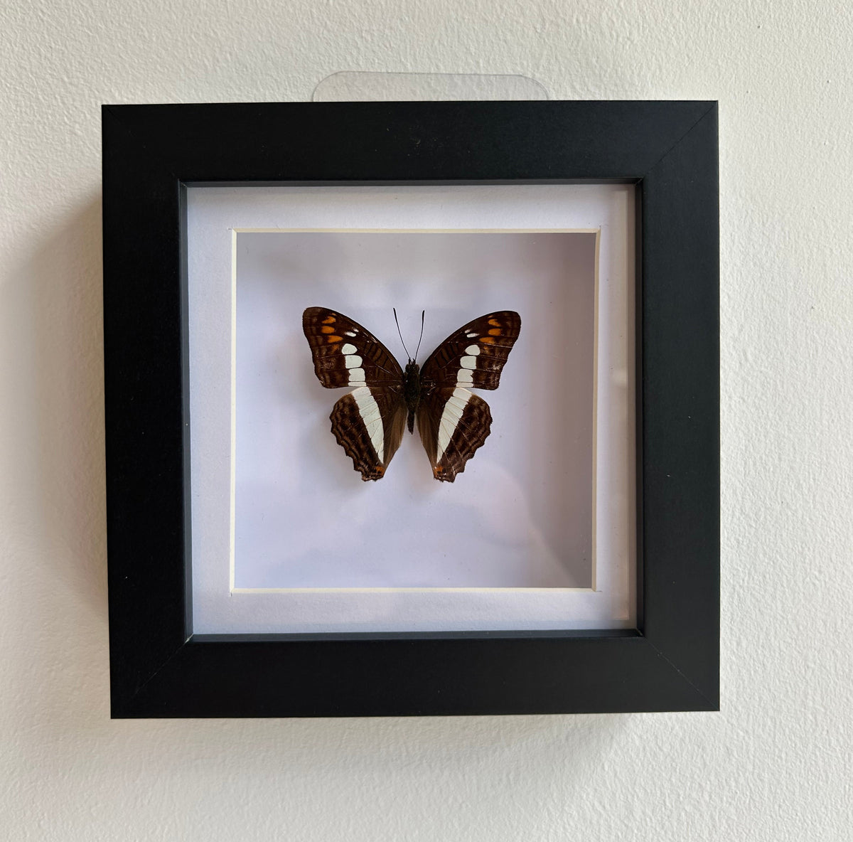 A framed butterfly taxidermy piece mounted on a white wall. The butterfly has dark brown wings with orange and white markings.