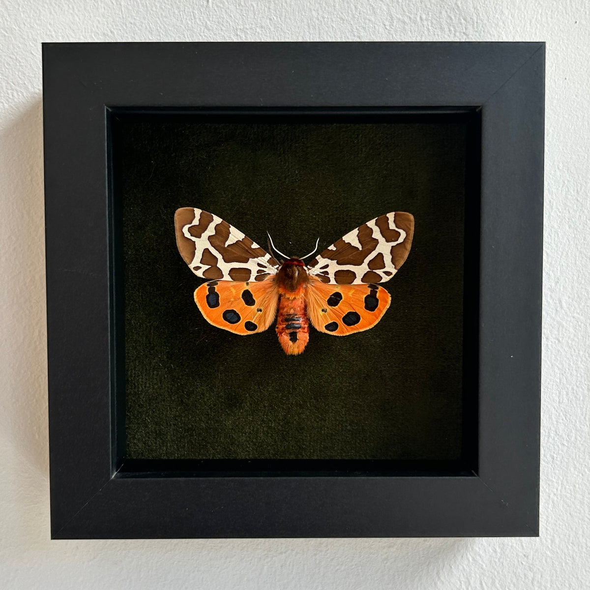 A framed taxidermy moth specimen mounted on a dark green velvet background inside a black square frame, hung on a white textured wall.