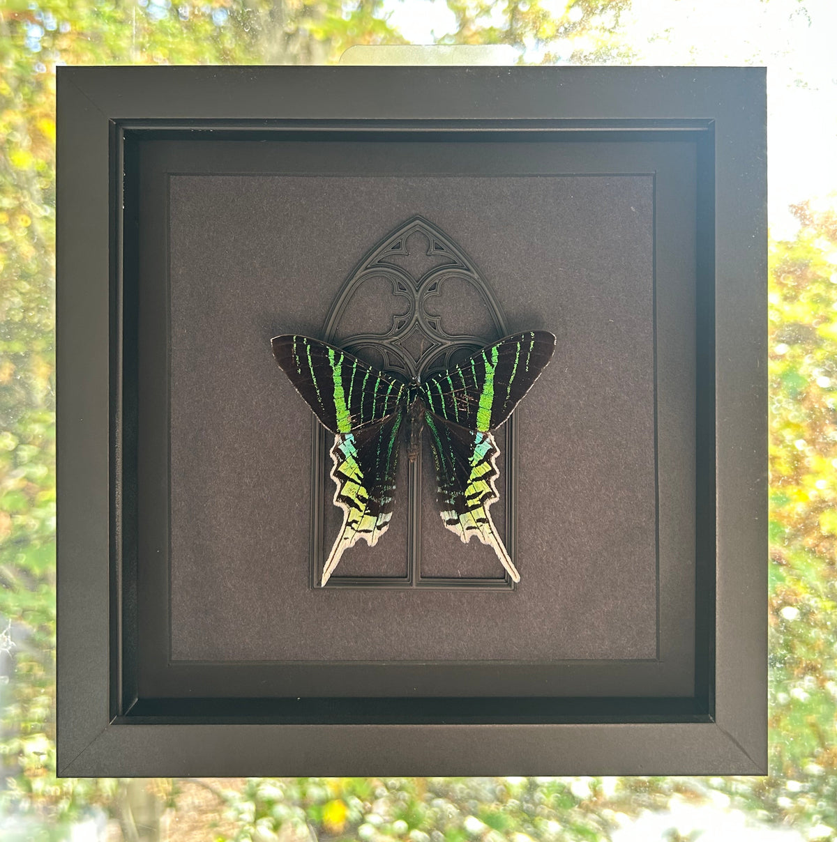 A framed butterfly taxidermy display mounted on a window, featuring a black and green butterfly against a dark brown background with a decorative gothic arch design.
