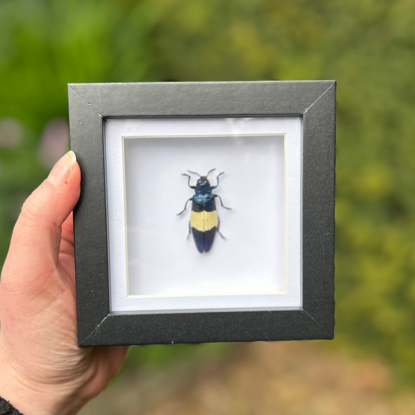 Framed insect specimen held by a person with a blurred natural background